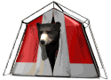 Bear in Tent, intent on mischief, lol